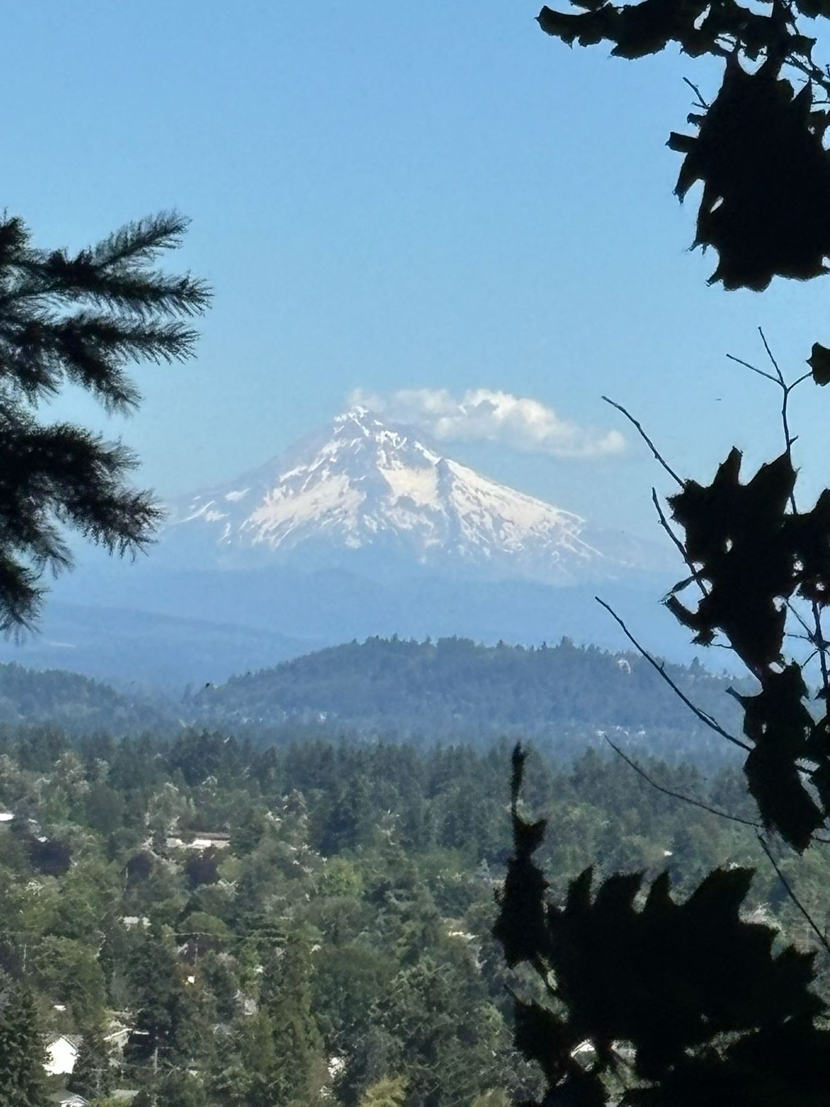 Snow-capped Mt. Hood viewed from Mt. Tabor Park summit, framed by tree silhouettes