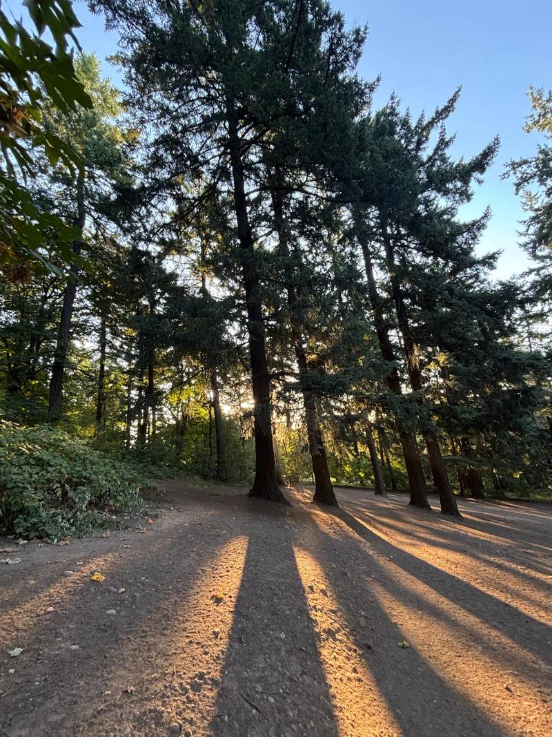 Sunlit trail through Mt. Tabor Park near Portland Vacation House