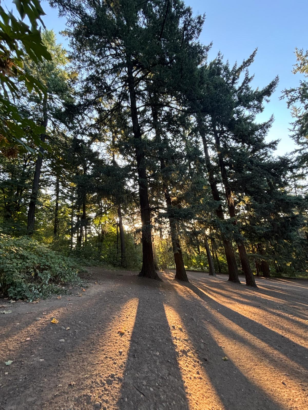 Late afternoon sunlight casting long tree shadows across a trail in Mt. Tabor Park